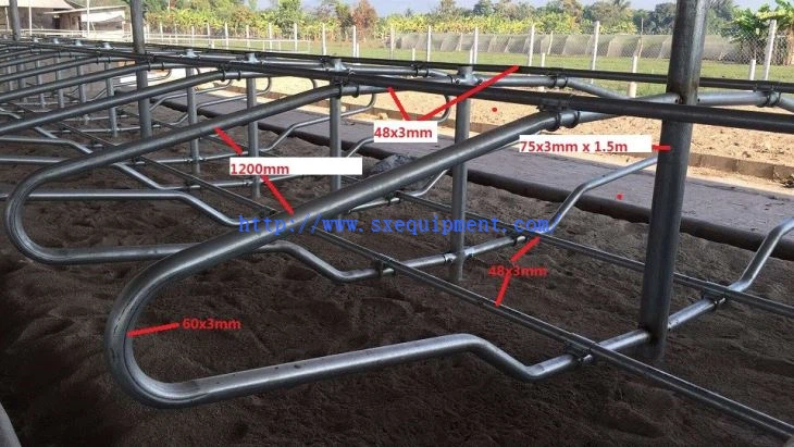 Free Stall-1 (2)